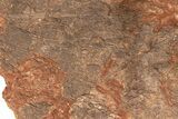 / Foot Wide Fossil Crinoid (Scyphocrinites) Plate - Morocco #215237-6